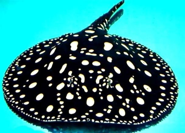 皇冠黑白魟魚圖片：皇冠黑白魟魚圖片欣賞