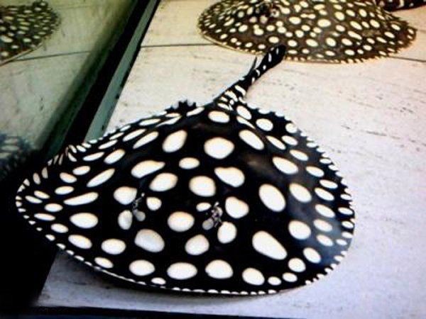 皇冠黑白魟魚圖片：皇冠黑白魟魚圖片欣賞
