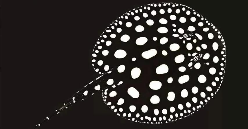 皇冠黑白魟魚圖片：皇冠黑白魟魚圖片欣賞