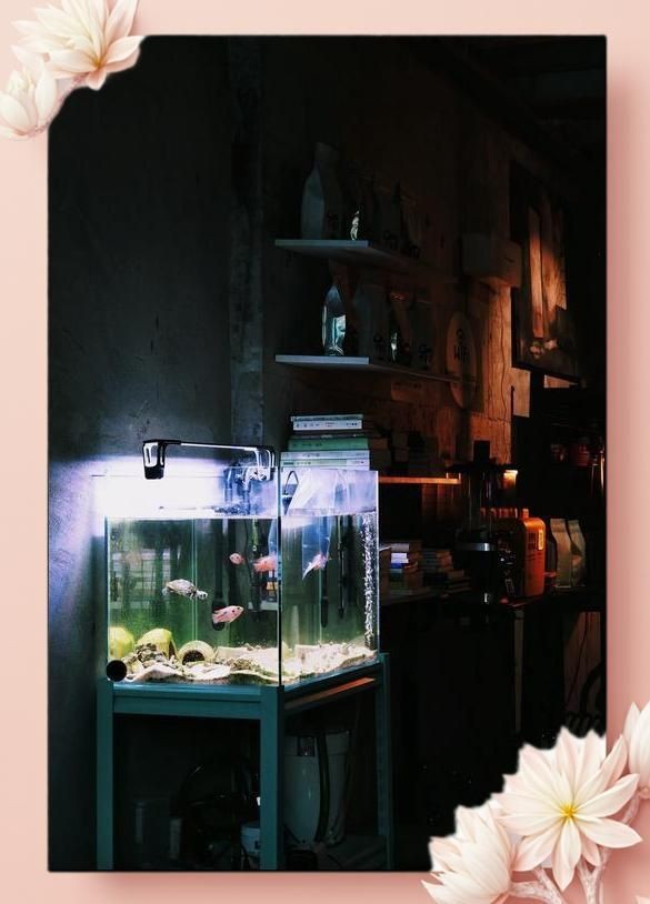 揚(yáng)州魚缸店：揚(yáng)州水族寵物店