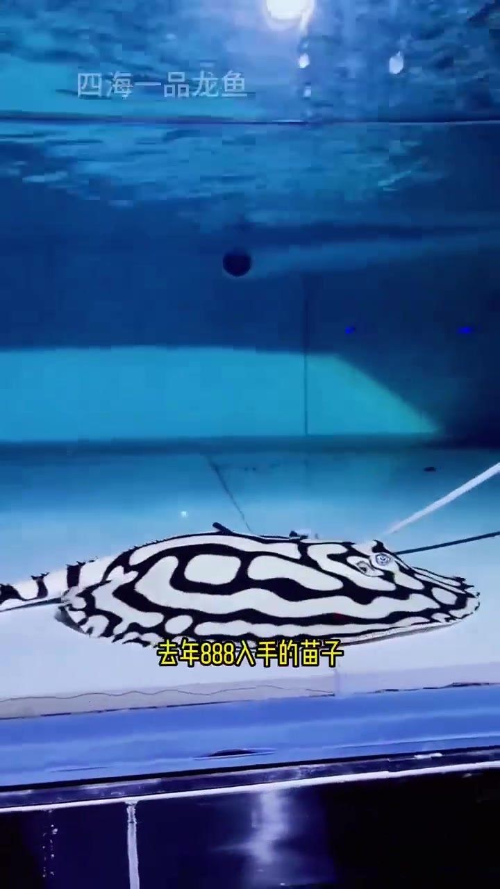 家里養魟魚好嗎：hong]魚——深藏毒刺的魔鬼魚科普