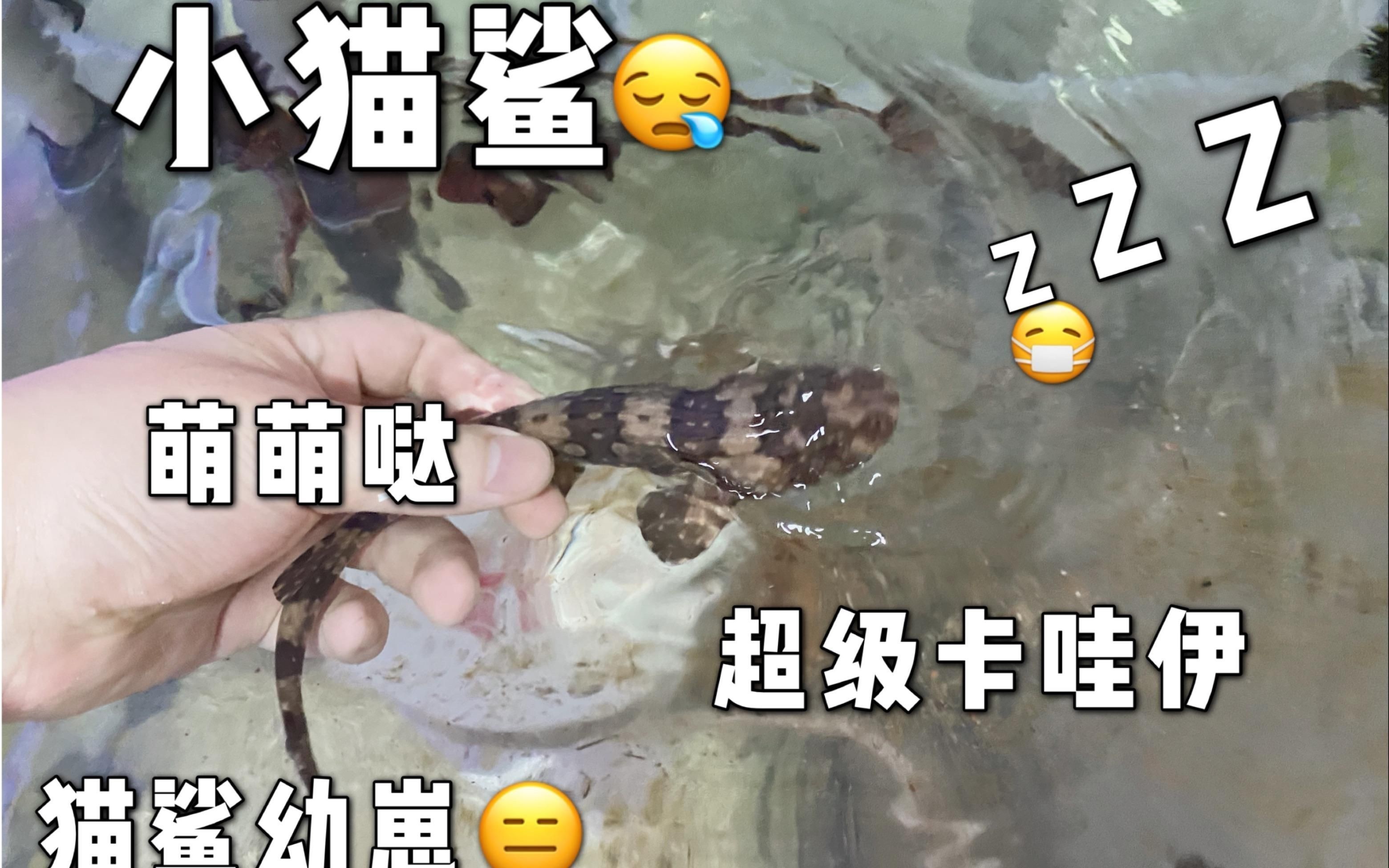 貓鯊：貓鯊是一類體型嬌小、性情溫順的軟骨魚類