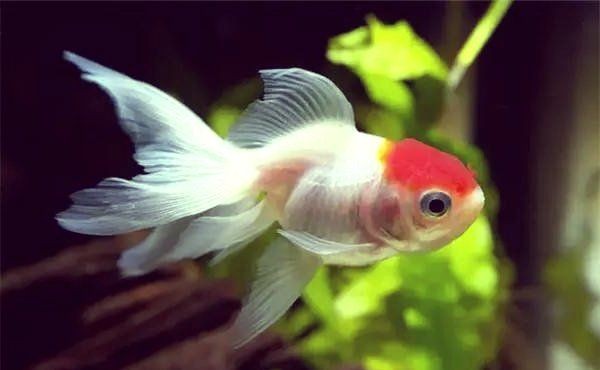 混養魚配魚最忌三種東西：混養配魚需規避的三大核心問題