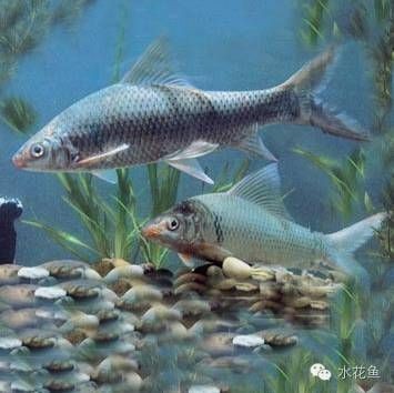 混養魚配魚最忌三種東西：混養配魚需規避的三大核心問題
