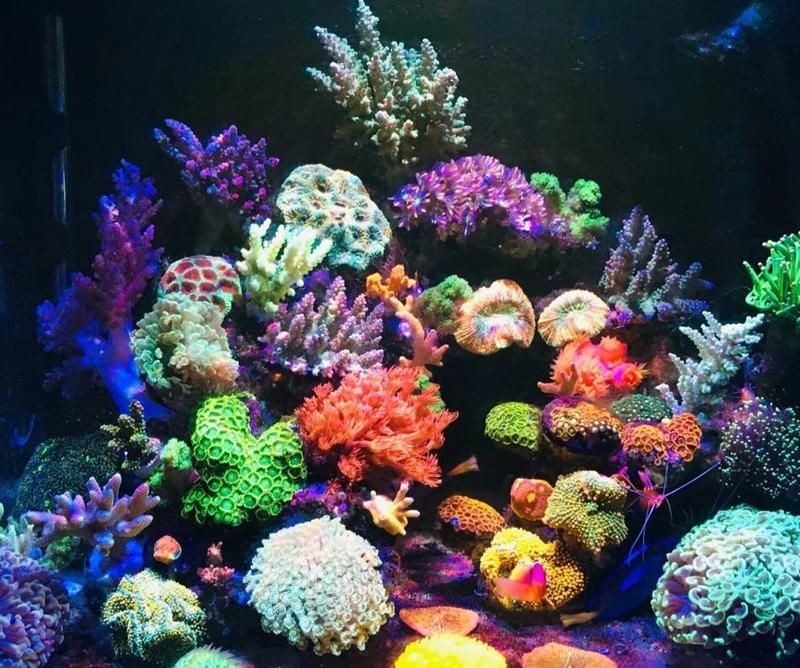 廈門魚缸維護：廈門魚缸維護全攻略