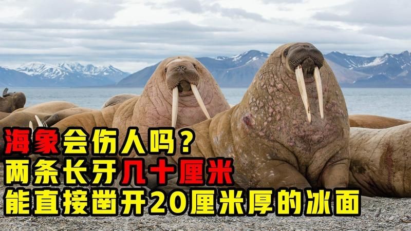 海象咬人嗎：海象會咬人嗎
