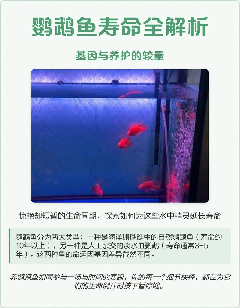 紅元寶鸚鵡魚能活幾年：紅元寶鸚鵡魚的壽命