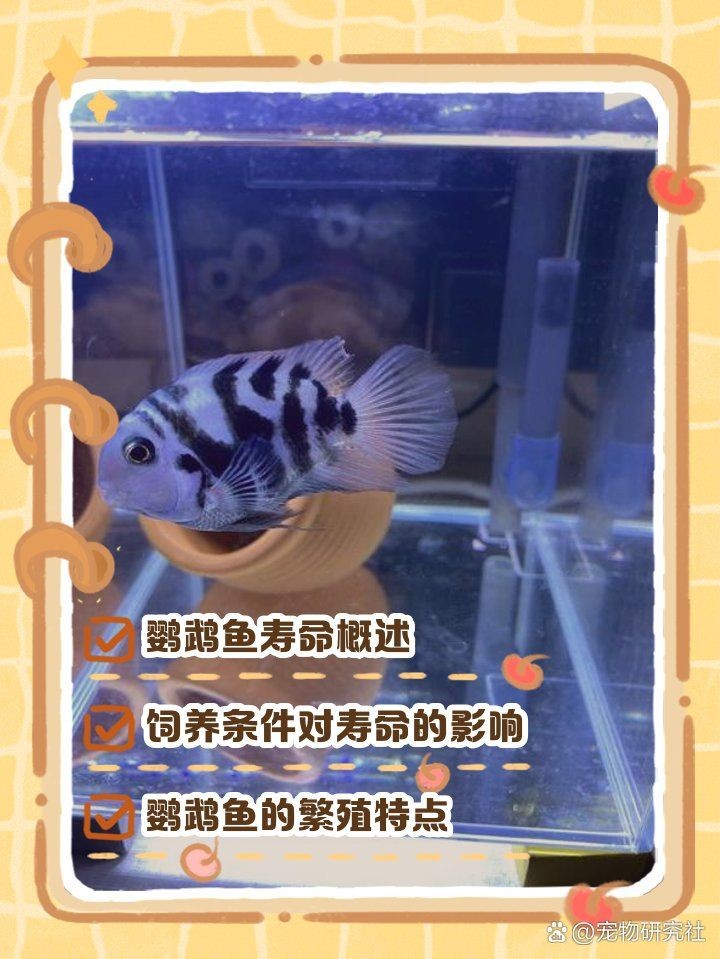 紅元寶鸚鵡魚能活幾年：紅元寶鸚鵡魚的壽命