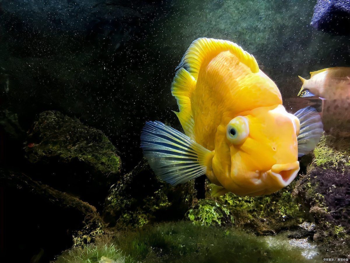 紅元寶鸚鵡魚能活幾年：紅元寶鸚鵡魚的壽命