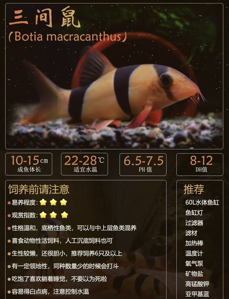 皇冠三間魚能活多久：皇冠三間魚壽命大盤點,你的愛魚能活多久嗎