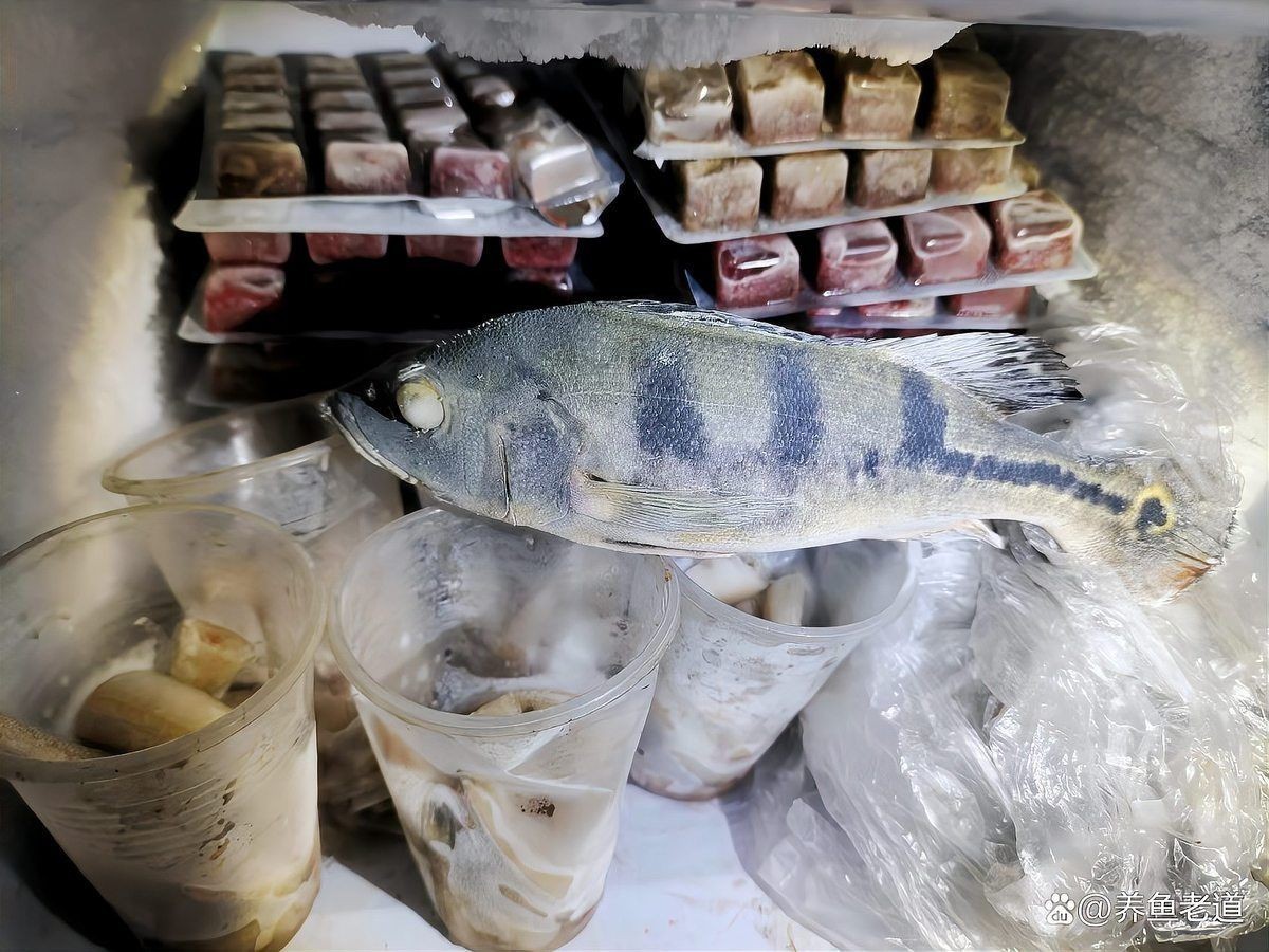 皇冠三間魚能活多久：皇冠三間魚壽命大盤點,你的愛魚能活多久嗎
