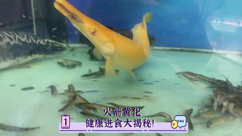 皇家火箭魚戴久了會得白血病嗎：皇家火箭魚戴久了會得白血病醫生緊急提醒:選購時別忽視
