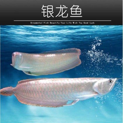 七彩銀龍魚的市場價格是多少？：七彩銀龍魚價格