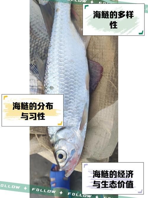 海鰱魚圖片大全：**《海鰱魚圖片大全》