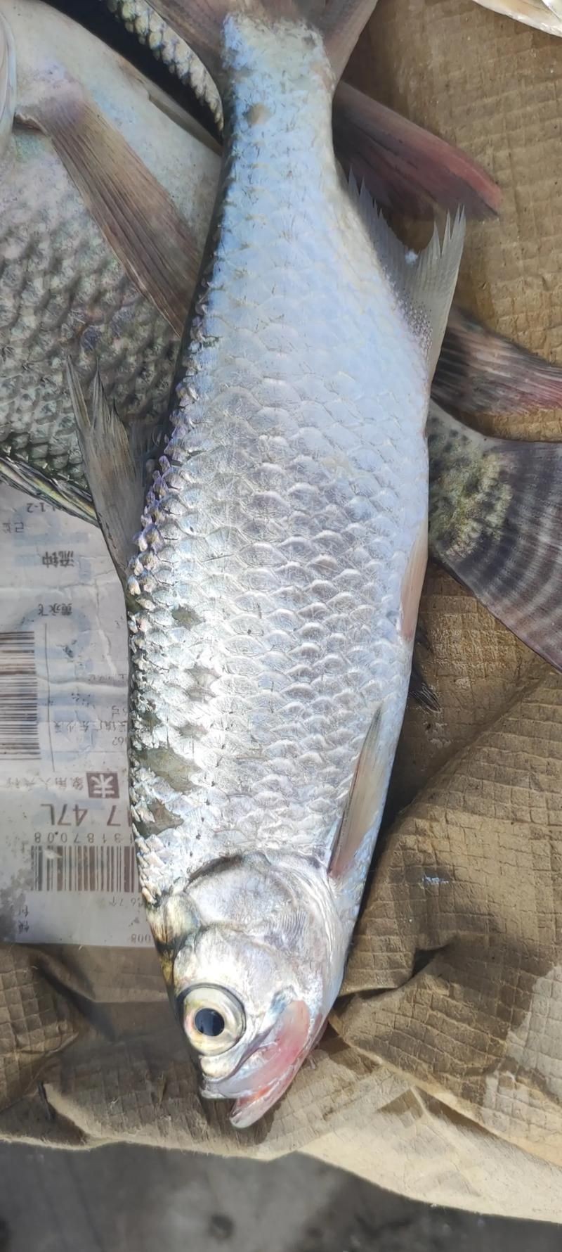 海鰱魚圖片大全：**《海鰱魚圖片大全》