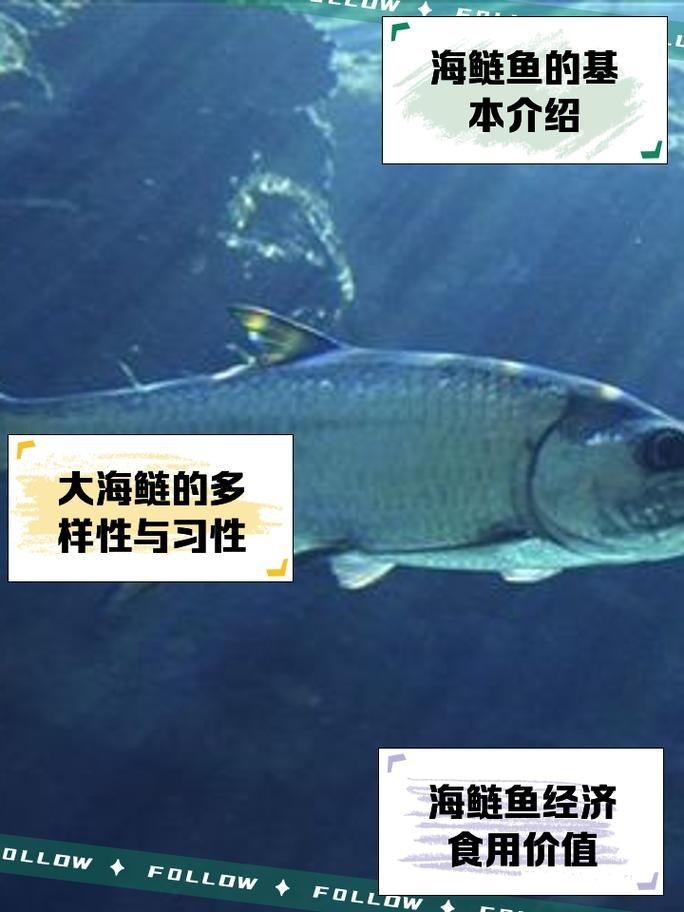 海鰱魚圖片大全：**《海鰱魚圖片大全》