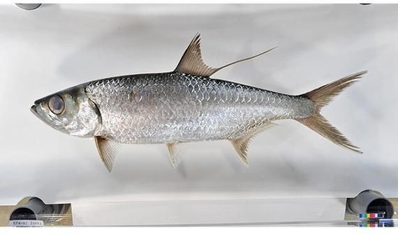 海鰱魚圖片大全：**《海鰱魚圖片大全》