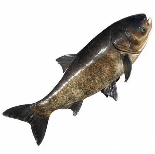 海鰱魚圖片大全：**《海鰱魚圖片大全》
