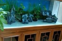 昆明魚缸維護(hù)：昆明魚缸專業(yè)維護(hù)全攻略