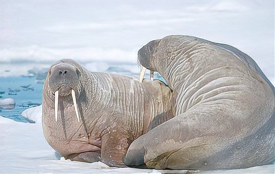 海象的樣子：北極圈極具辨識度的巨型海洋哺乳動物海象科普中國