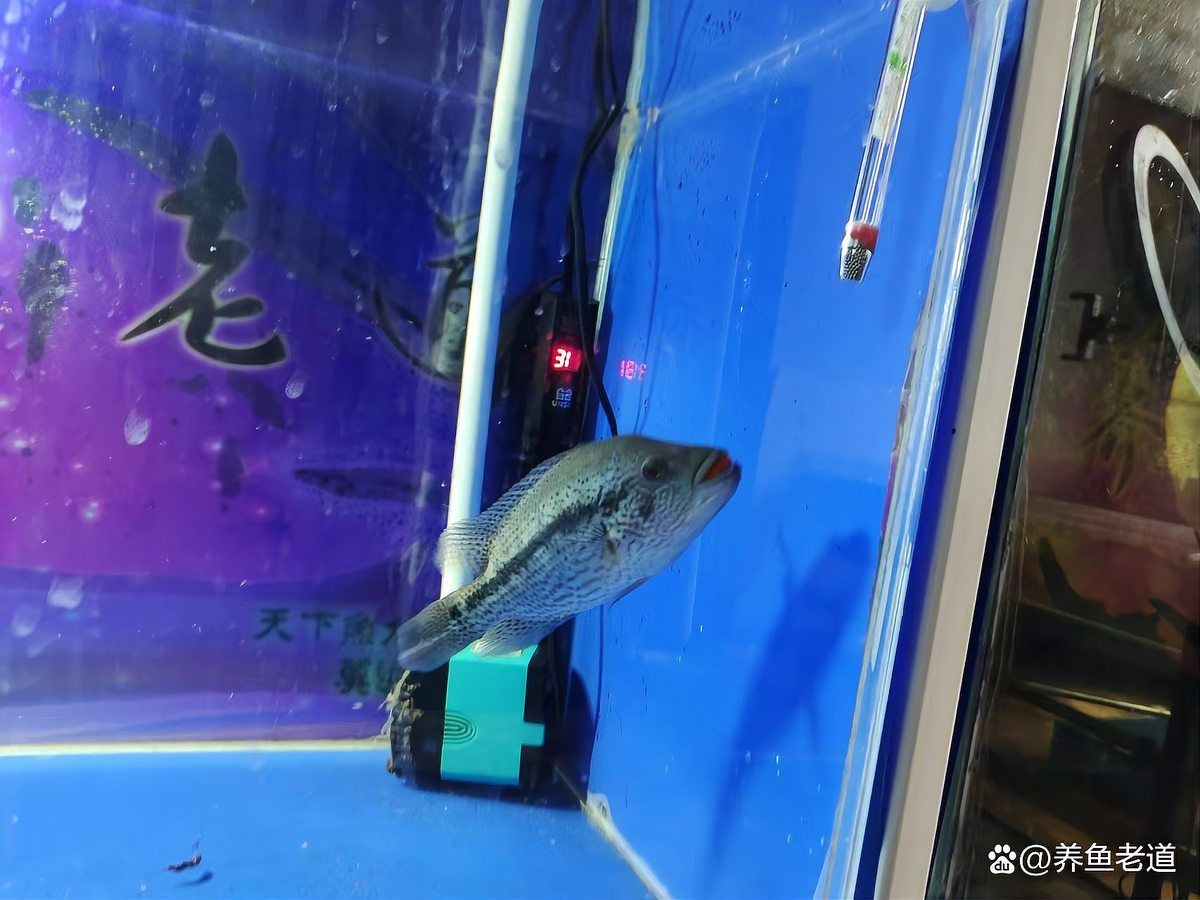 皇冠三間魚幾年停止長：皇冠三間魚壽命有多長？