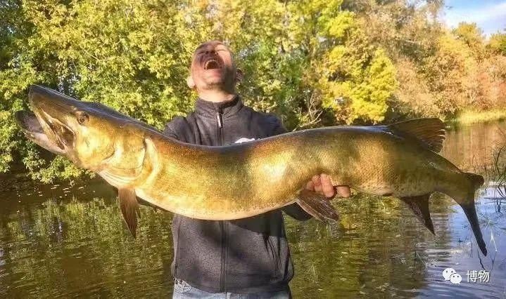 狗魚為什么叫狗魚：“狗魚之名源于其獨(dú)特的外形與行為特征與生存之道”