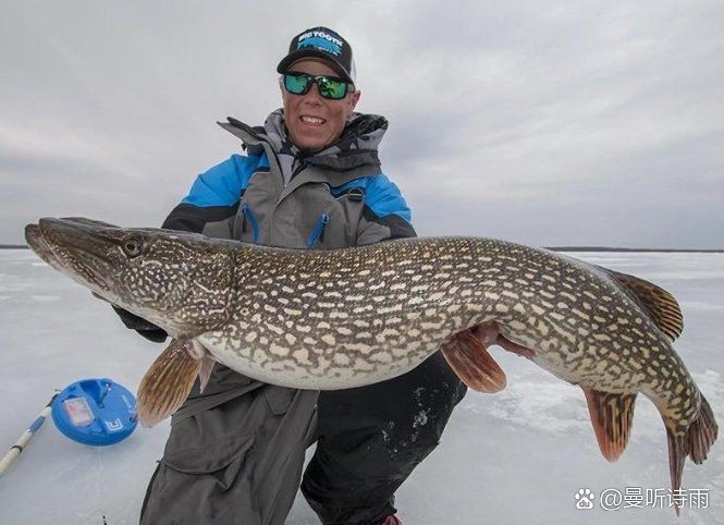 狗魚為什么叫狗魚：“狗魚之名源于其獨(dú)特的外形與行為特征與生存之道”