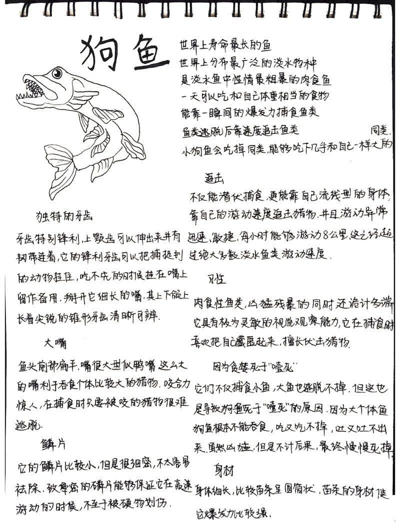 狗魚為什么叫狗魚：“狗魚之名源于其獨(dú)特的外形與行為特征與生存之道”