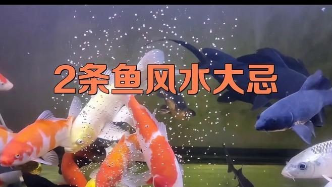 兩缸魚不吉利的原因：“兩缸魚不吉利”的說法源于民間傳統習俗與風水觀念