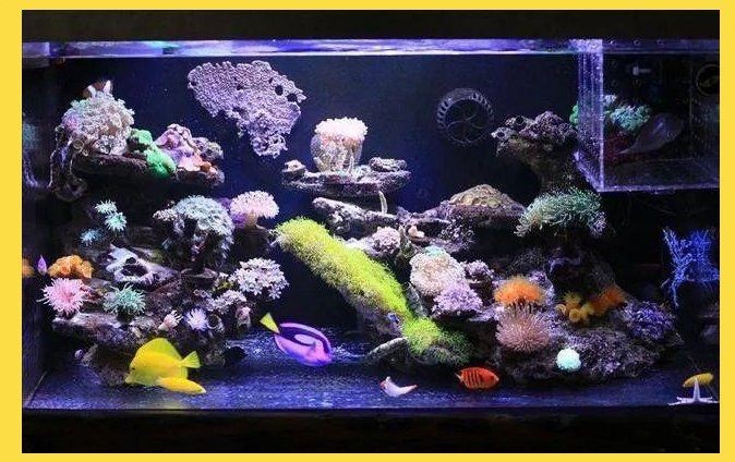 揚州魚缸維護：揚州魚缸如何維護和打理
