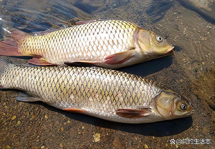 廣東人說的鯇魚是草魚嗎：廣東人所說的“鯇魚”是什么？