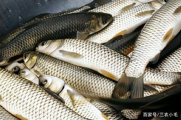 廣東人說的鯇魚是草魚嗎：廣東人所說的“鯇魚”是什么？