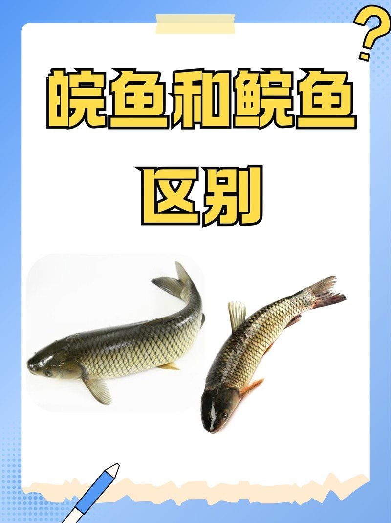 廣東人說的鯇魚是草魚嗎：廣東人所說的“鯇魚”是什么？