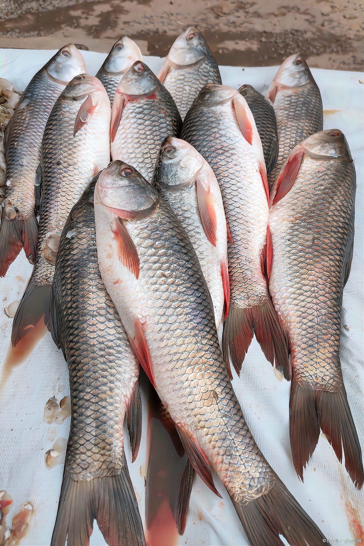 廣東人說的鯇魚是草魚嗎：廣東人所說的“鯇魚”是什么？