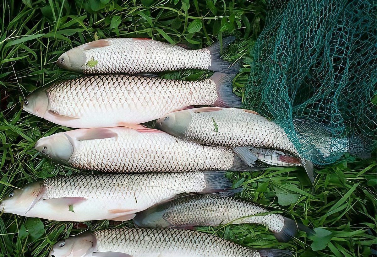 廣東人說的鯇魚是草魚嗎：廣東人所說的“鯇魚”是什么？