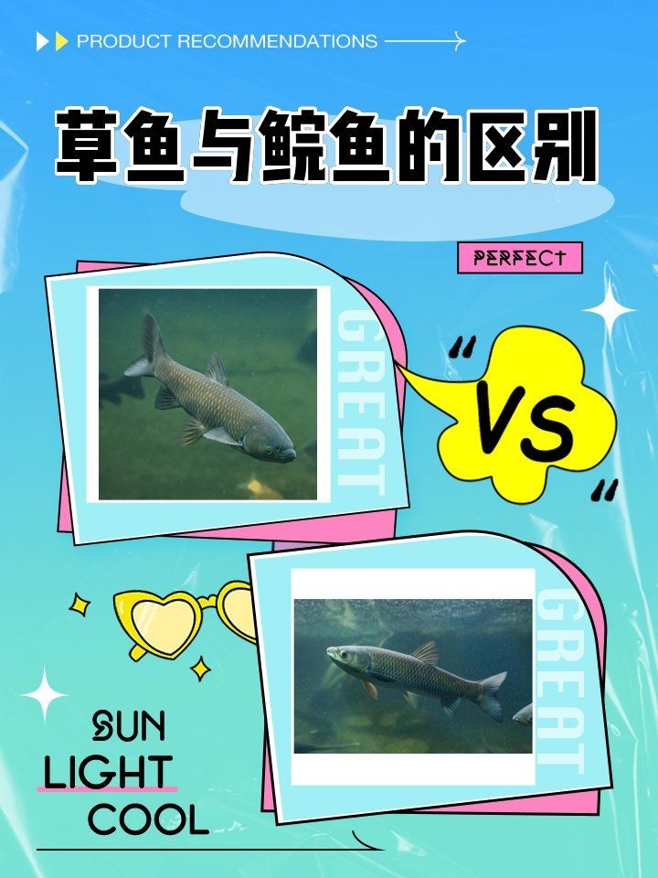 廣東人說的鯇魚是草魚嗎：廣東人所說的“鯇魚”是什么？