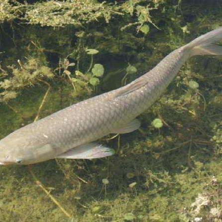 廣東人說的鯇魚是草魚嗎：廣東人所說的“鯇魚”是什么？