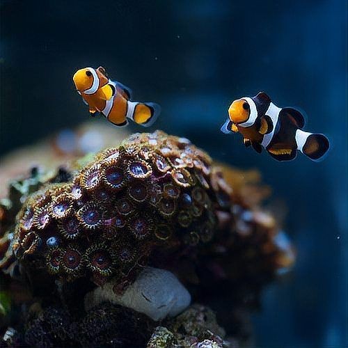家里沒有海水如何養海魚：如何在家中養殖海水魚