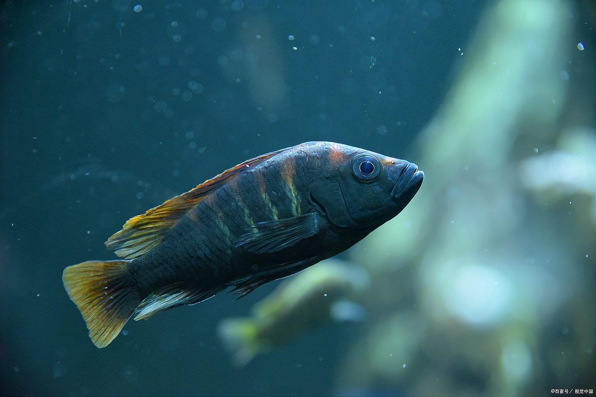 家里沒有海水如何養海魚：如何在家中養殖海水魚