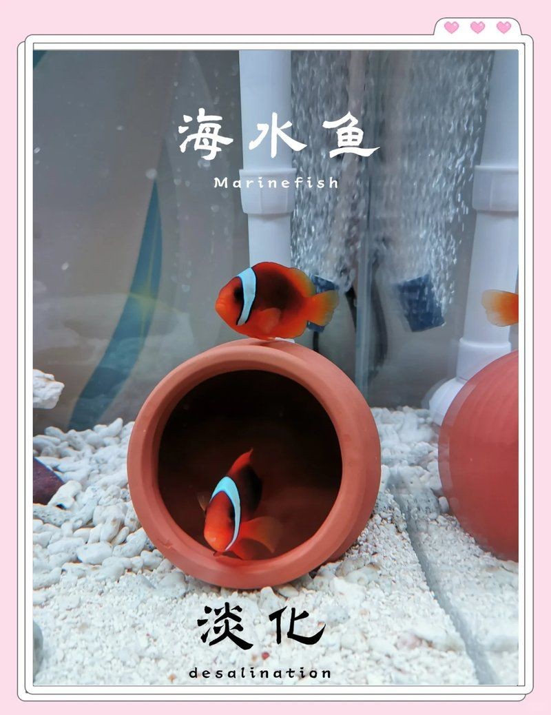 家里沒有海水如何養海魚：如何在家中養殖海水魚