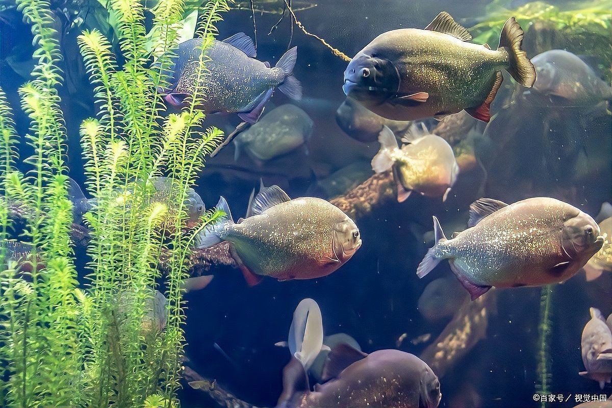 家里沒有海水如何養海魚：如何在家中養殖海水魚