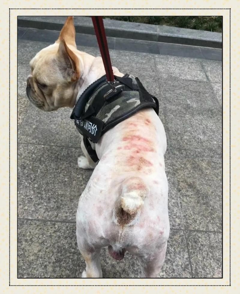 狗頭水霉病可以治愈么：狗頭水霉病怎么治療