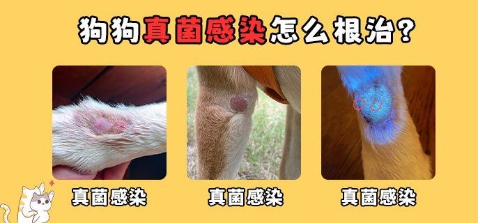 狗頭水霉病可以治愈么：狗頭水霉病怎么治療