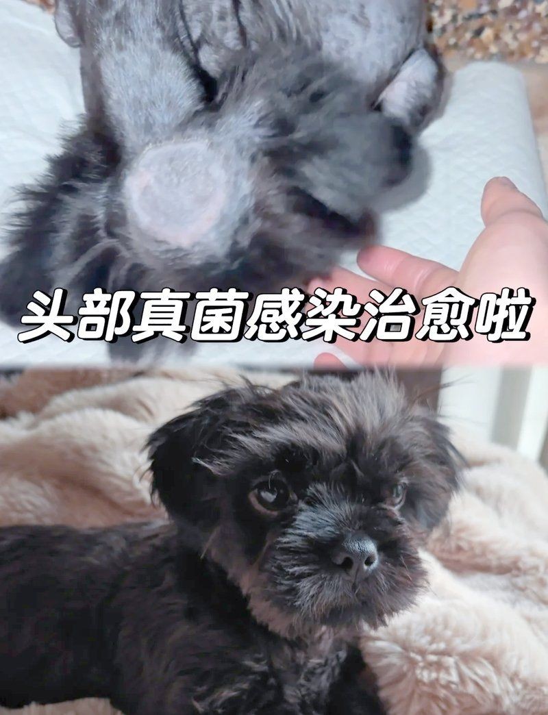 狗頭水霉病可以治愈么：狗頭水霉病怎么治療