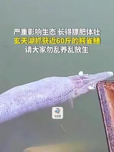 家里養鱷雀鱔好不好：鱷雀鱔入侵破壞生態價值，河南安陽有人釣出“巨型怪魚”
