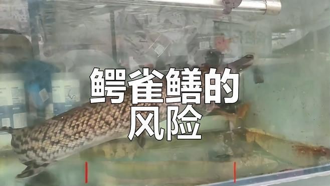 家里養鱷雀鱔好不好：鱷雀鱔入侵破壞生態價值，河南安陽有人釣出“巨型怪魚”