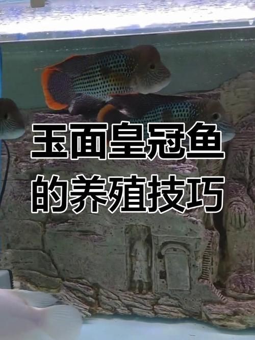 皇冠魚6個品種圖片：海洋科普:熱帶海域的美麗魚類——紅尾皇冠魚