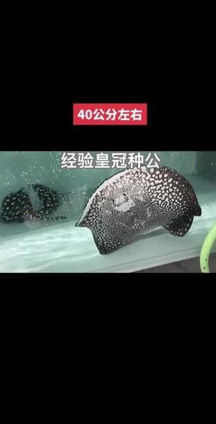 皇冠魚6個品種圖片：海洋科普:熱帶海域的美麗魚類——紅尾皇冠魚