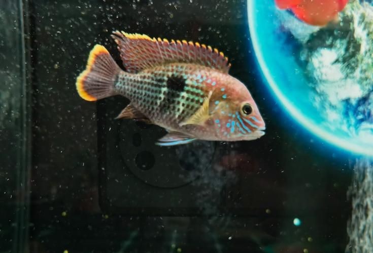 皇冠魚6個品種圖片：海洋科普:熱帶海域的美麗魚類——紅尾皇冠魚