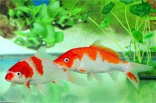 家里養(yǎng)鯊魚對(duì)風(fēng)水好不好：關(guān)于家中養(yǎng)鯊魚的風(fēng)水魚混養(yǎng)